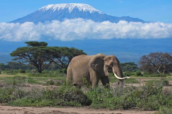 3 Days Amboseli National Park Safari Adventure