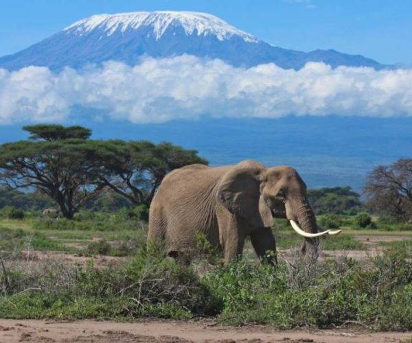 3 Days Amboseli National Park Safari Adventure