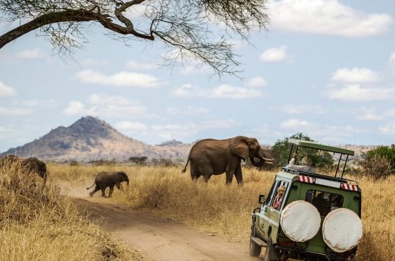 9 Days Masai Mara, Lake Nakuru, Manyara, Ngorongoro & Serengeti Budget Safari