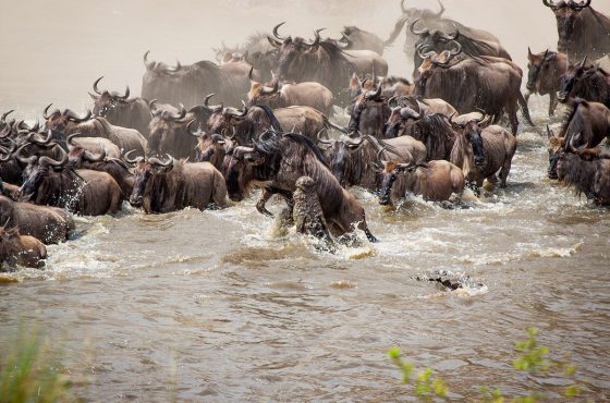 6 Days Masai Mara, Serengeti & Ngorongoro Migration Safari