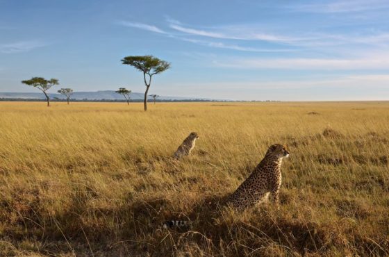 14 Days Kenya Wildlife Safari & Diani Beach Holiday