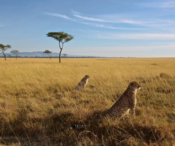 14 Days Kenya Wildlife Safari & Diani Beach Holiday