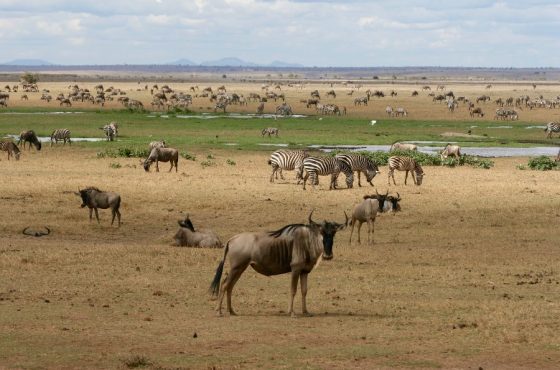 3 Days Masai Mara National Reserve Safari