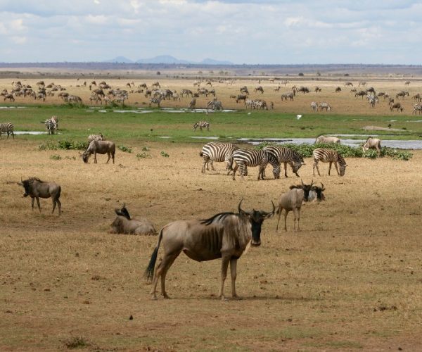3 Days Masai Mara National Reserve Safari