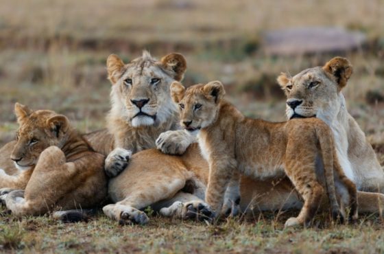 10 Days Best of Kenya & Tanzania Lodge Safari