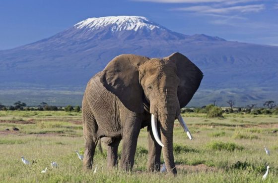 6 Days Masai Mara, Lake Nakuru & Amboseli Safari