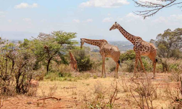 Tsavo East National Park