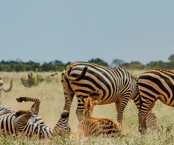 4 Days Amboseli & Tsavo East National Park Safari