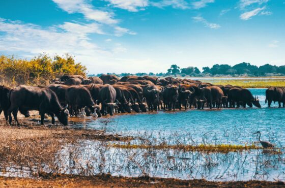 3 Days Lake Manyara & Ngorongoro Safari