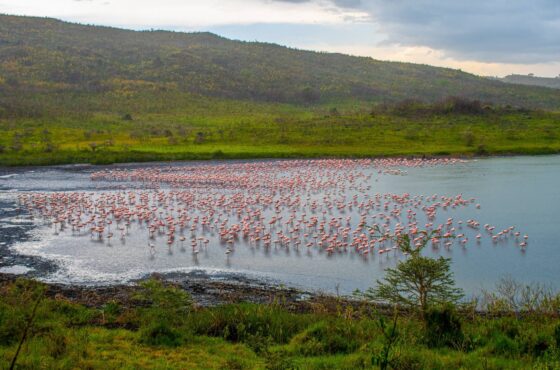 9 Days Arusha, Manyara, Serengeti, Ngorongoro & Tarangire Safari
