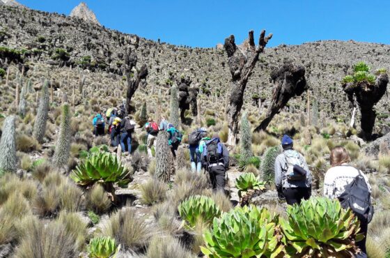 4 Days Mt Kenya Hiking: Chogoria – Sirimon Route
