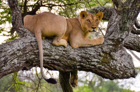 6 Days Manyara, Serengeti, Ngorongoro & Tarangire Safari