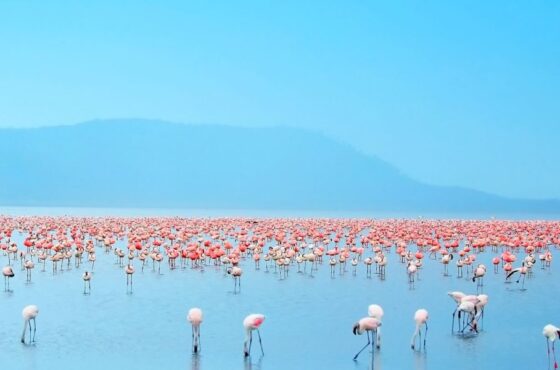 Lake Nakuru National Park Day Tour