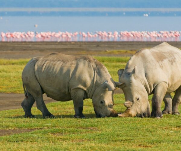 4 Days Masai Mara & Lake Nakuru Wildlife Safari
