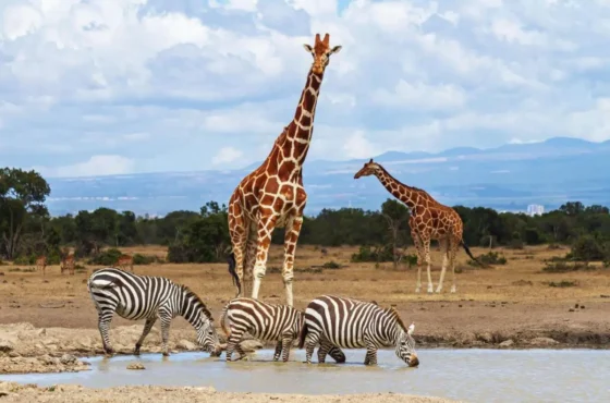 5 Days Ol Pejeta Conservancy, Lake Nakuru & Masai Mara Safari