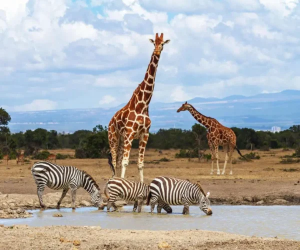 5 Days Ol Pejeta Conservancy, Lake Nakuru & Masai Mara Safari