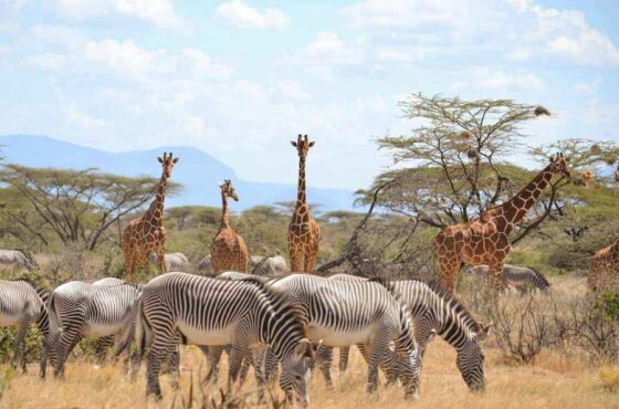 3 Days Scenic Samburu Game Reserve Safari