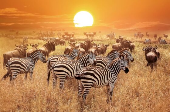 10 Days Tanzania Wildlife Safari & Zanzibar Beach Holiday
