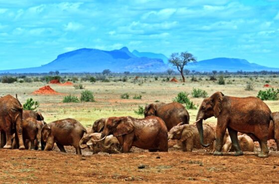 8 Days Amboseli, Tsavo West & Tsavo East Safari with Diani Beach