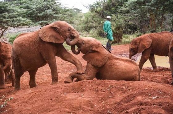 David Sheldrick Elephant Orphanage & Giraffe Center Day Tour