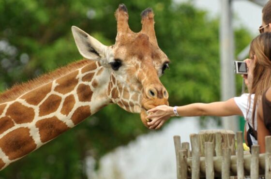 Karen Blixen Museum & Giraffe Centre Nairobi Tour