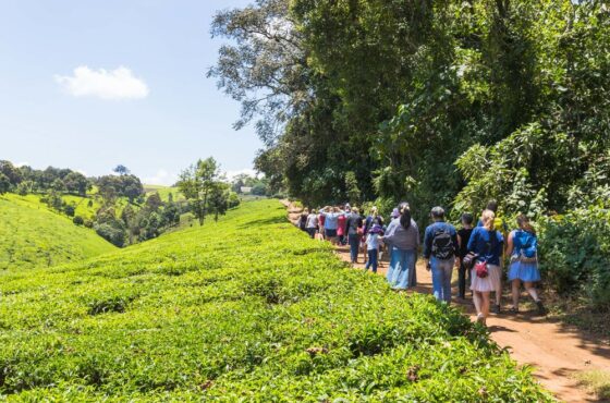 Kiambethu Tea Farm Day Tour