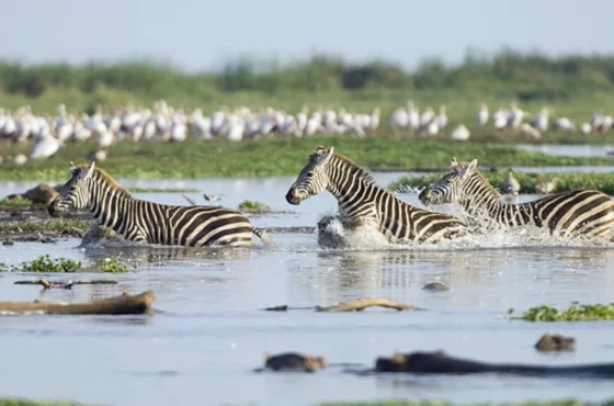 5 Days Lake Manyara, Ngorongoro & Serengeti Safari