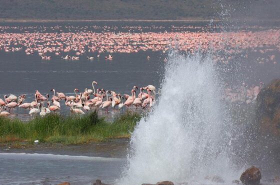 6 Days Masai Mara & Rift Valley Lakes – Nakuru, Bogoria & Naivasha