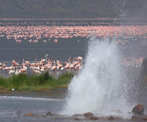 6 Days Masai Mara & Rift Valley Lakes – Nakuru, Bogoria & Naivasha
