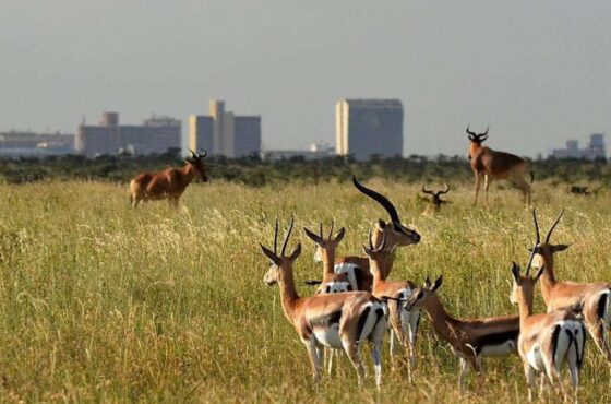 Nairobi National Park, Sheldrick Elephant Orphanage & Giraffe Center