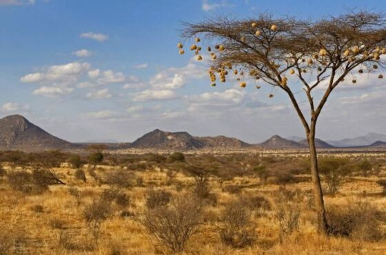 8 Days Ol Pejeta Conservancy, Samburu, Lake Nakuru, Masai Mara Safari