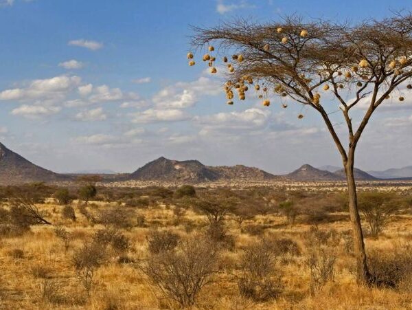 8 Days Ol Pejeta Conservancy, Samburu, Lake Nakuru, Masai Mara Safari