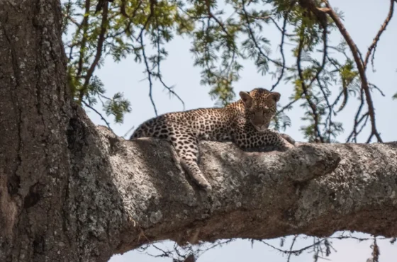 15 Days Kenya, Tanzania Wildlife Safari & Zanzibar Beach