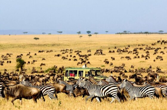 8 Days Masai Mara, Lake Manyara, Ngorongoro & Serengeti Safari Adventure